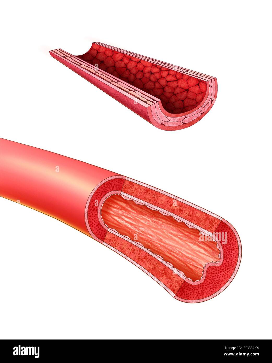 illustrazione anatomica della sezione trasversale vascolare Foto Stock