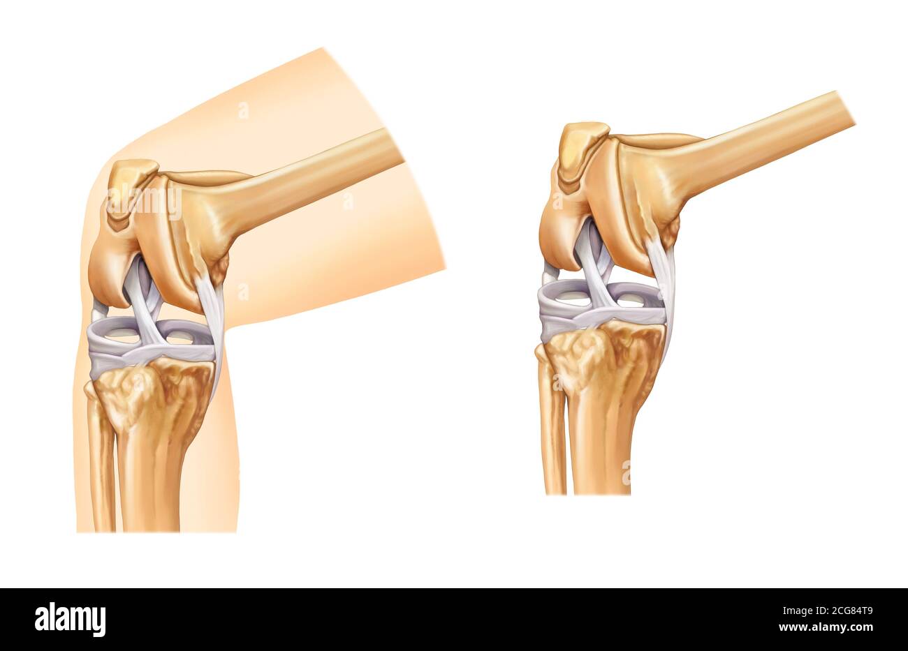 illustrazione anatomica del ginocchio Foto Stock