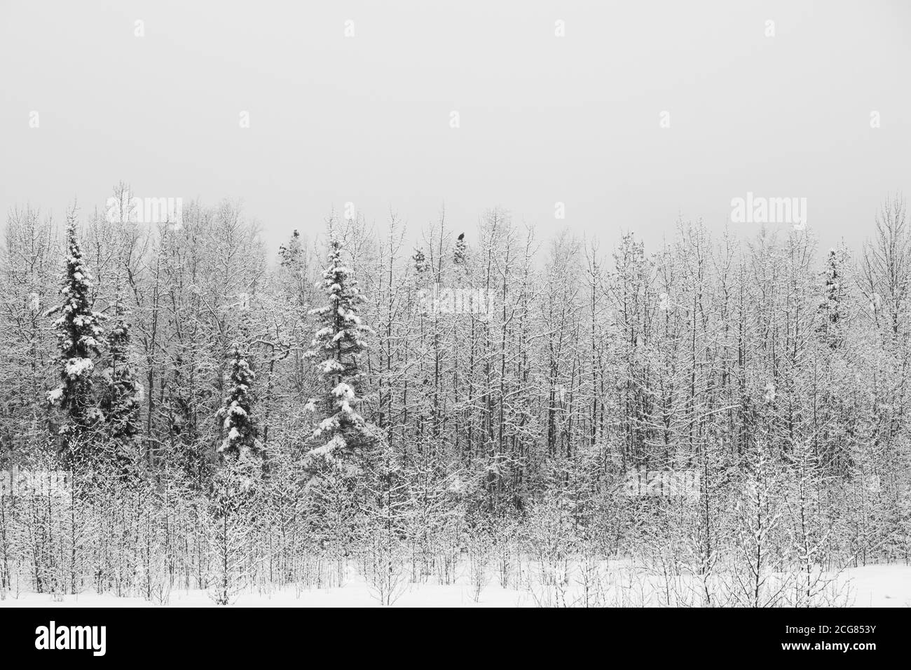Foresta dell'Alaska nella neve Foto Stock