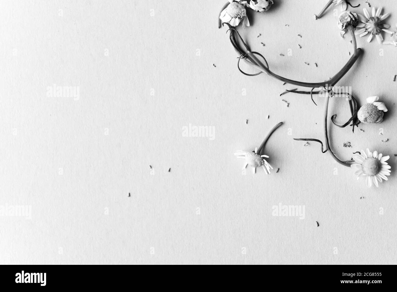 Bella macro primo piano di fiori camomilla / pianta Foto Stock