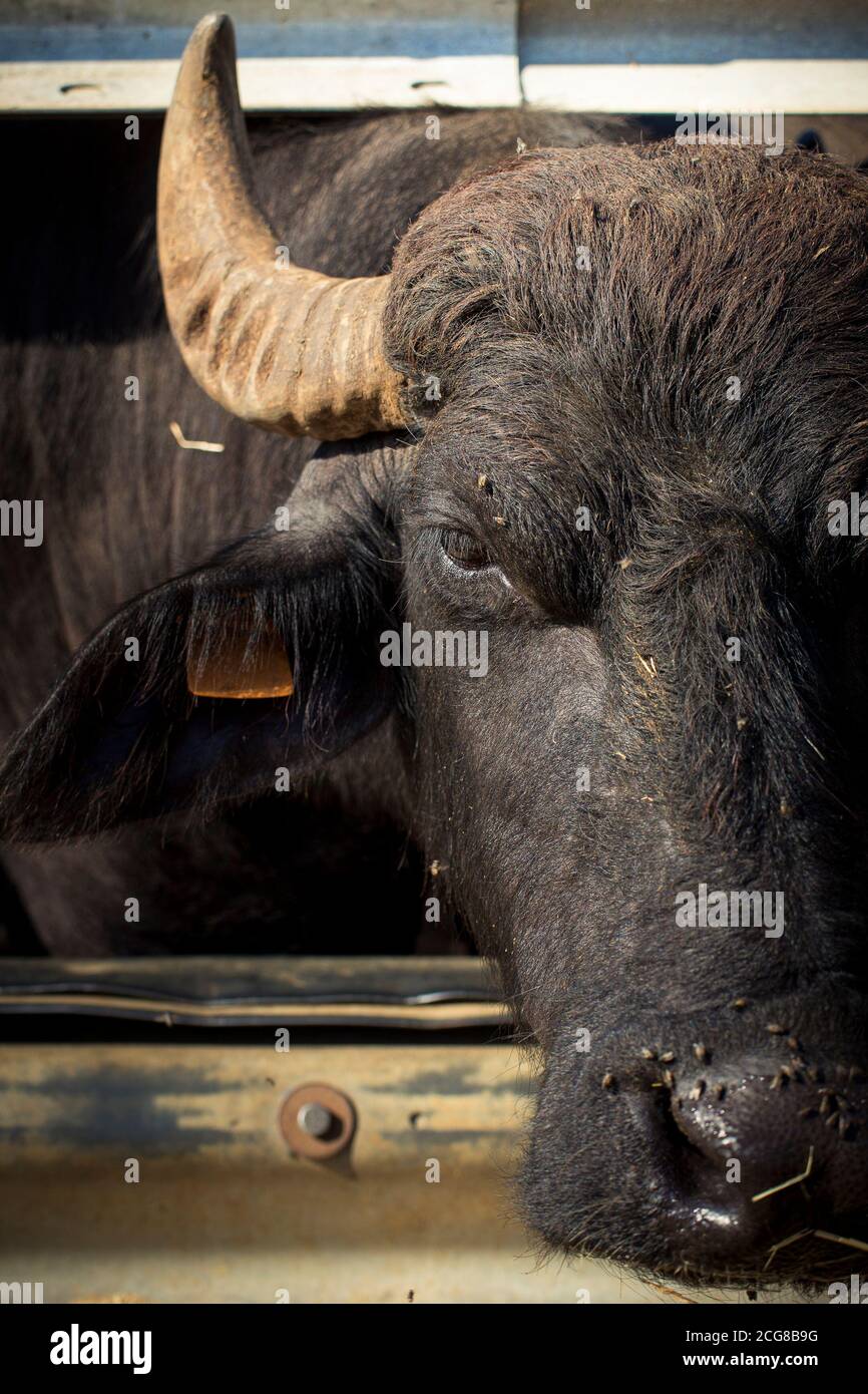 Adulto Italiano mediterraneo bufalo guardando macchina fotografica al bestiame italiano, con mosche sul naso. Taglio a mezza faccia, shot verticale. Foto Stock