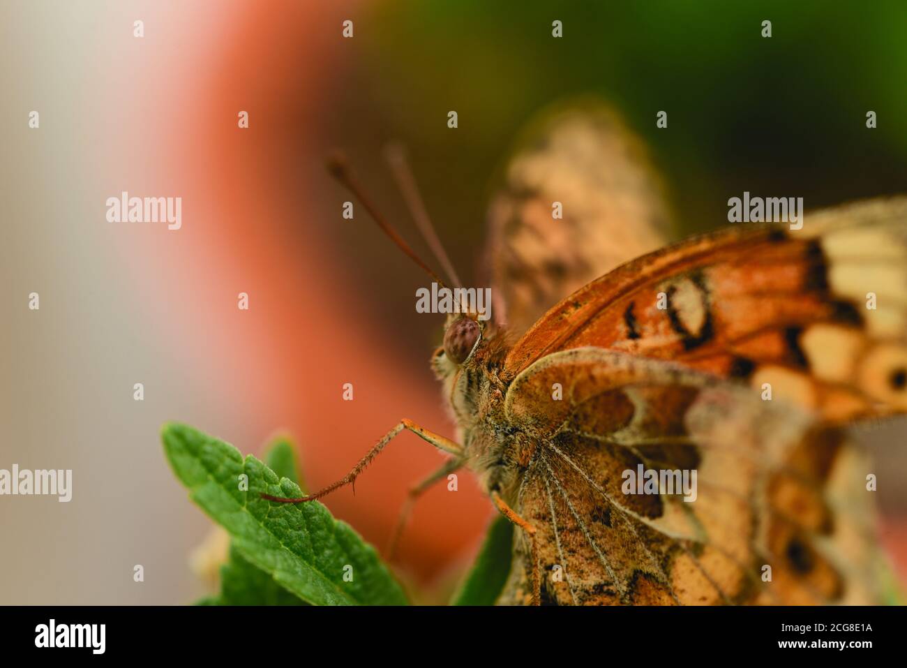 Macro primo piano di una farfalla in giardino Foto Stock