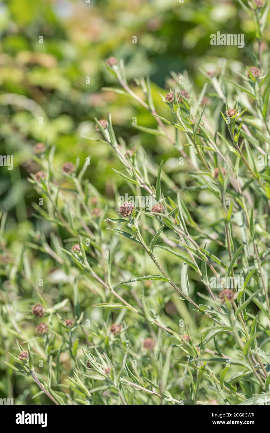 Boccioli di fiori di comune Knapweed o Hardheads / Centaurea nigra che cresce accanto alla strada di campagna. Ex pianta medicinale usata in rimedi a base di erbe. Foto Stock