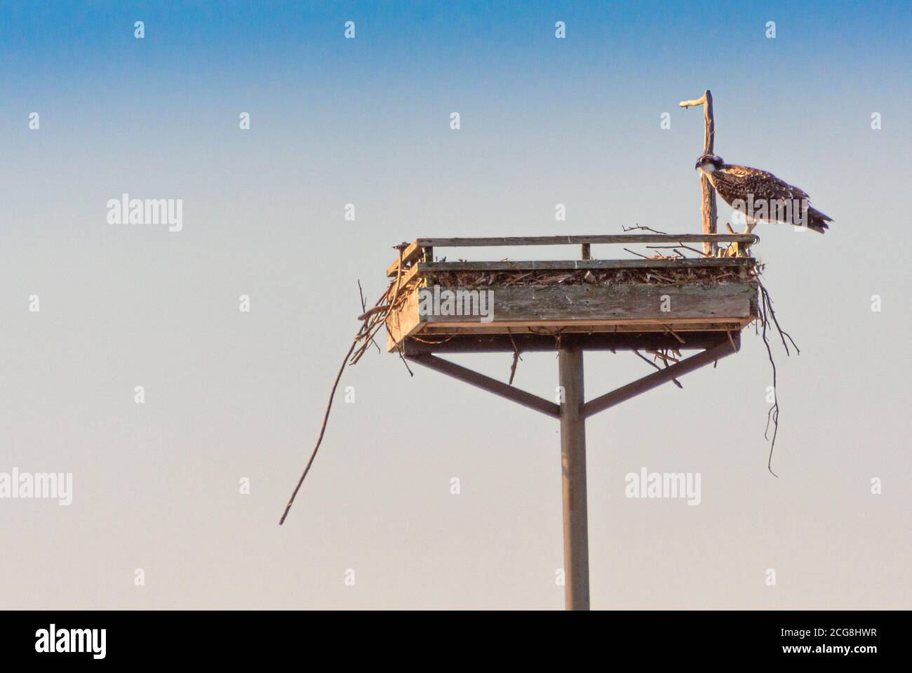 Un uccello di preda, il Red Kite, siede sul bordo del suo nido, fatto specialmente dagli osservatori degli uccelli Foto Stock