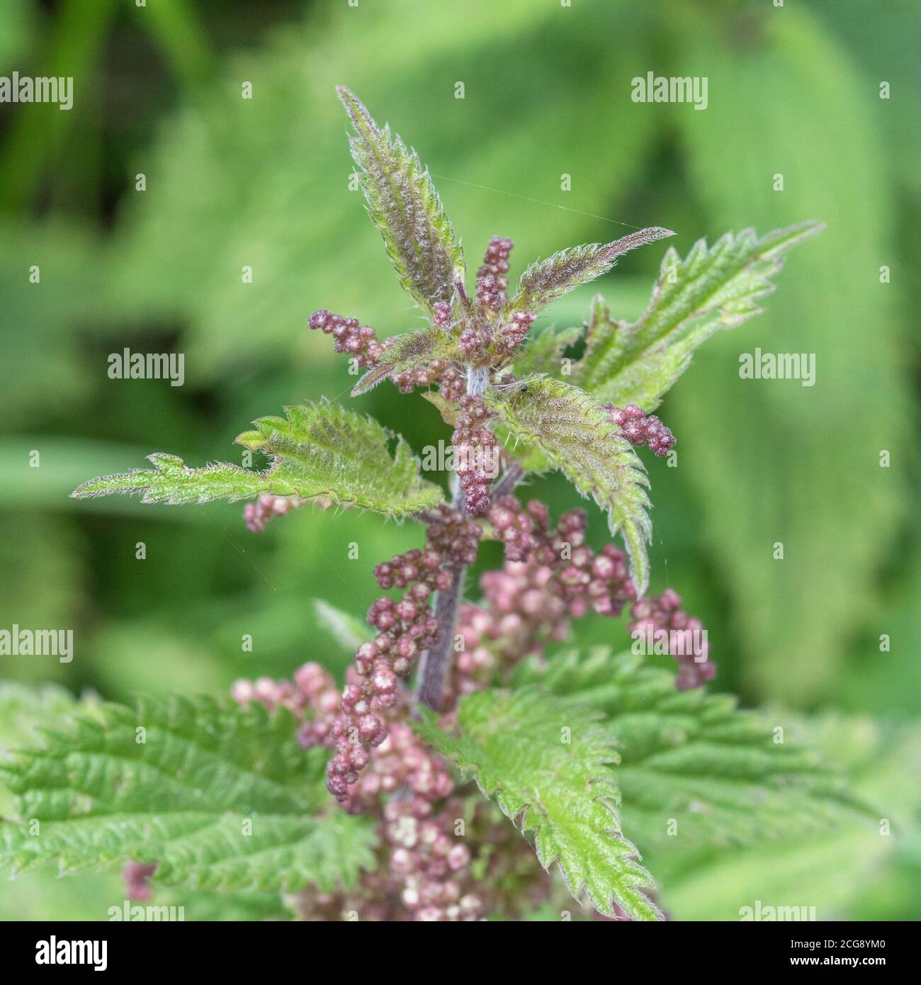 Primo piano di ortica comune / Urtica dioica fiori o semi. Ortica foglie mangiate cotte, & una pianta medicinale usata in cure a base di erbe. Foto Stock