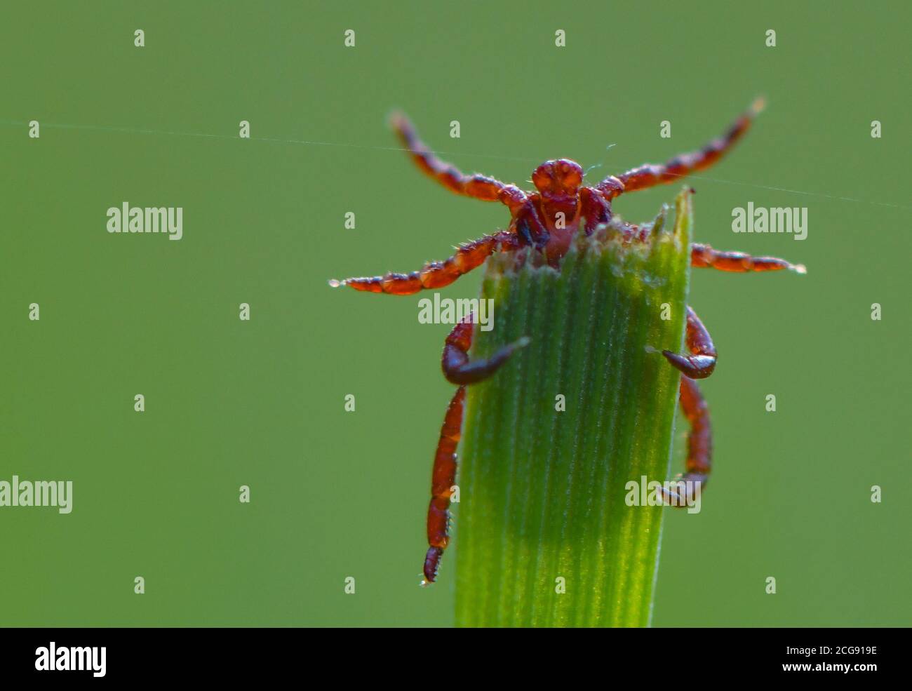 Sieversdorf, Germania. 07 settembre 2020. Un segno di spunta (Ixodida) può essere visto sulla punta di una lama di erba. Qui l'ectoparasite succhiata di sangue attende la sua preda. Molte specie di zecche sono portatori di malattie importanti. Credit: Patrick Pleul/dpa-Zentralbild/ZB/dpa/Alamy Live News Foto Stock