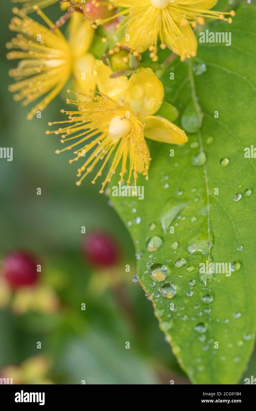 Gocce di pioggia su foglia di Tutsan / Hypericum androsaemum. Tutsan è stato usato come una pianta di ferita di erbe medicinale ed è collegato all'erba di San Giovanni. Foto Stock