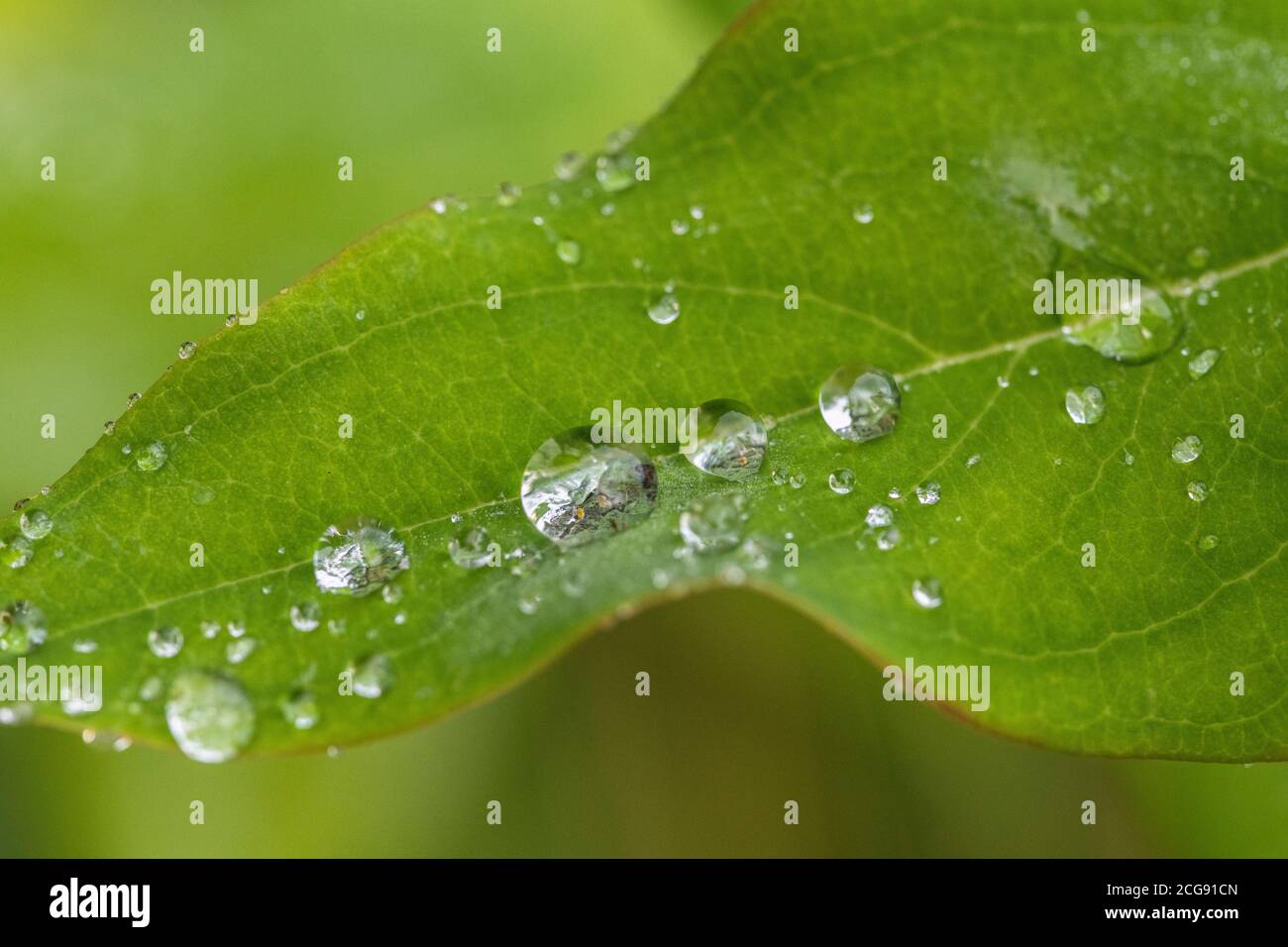 Macro Close-up di gocce di pioggia sulla Tutsan / Hypericum androsaemum foglia. Tutsan era usato come a base di erbe medicinali vegetali della ferita ed è correlato a erba di San Giovanni Foto Stock