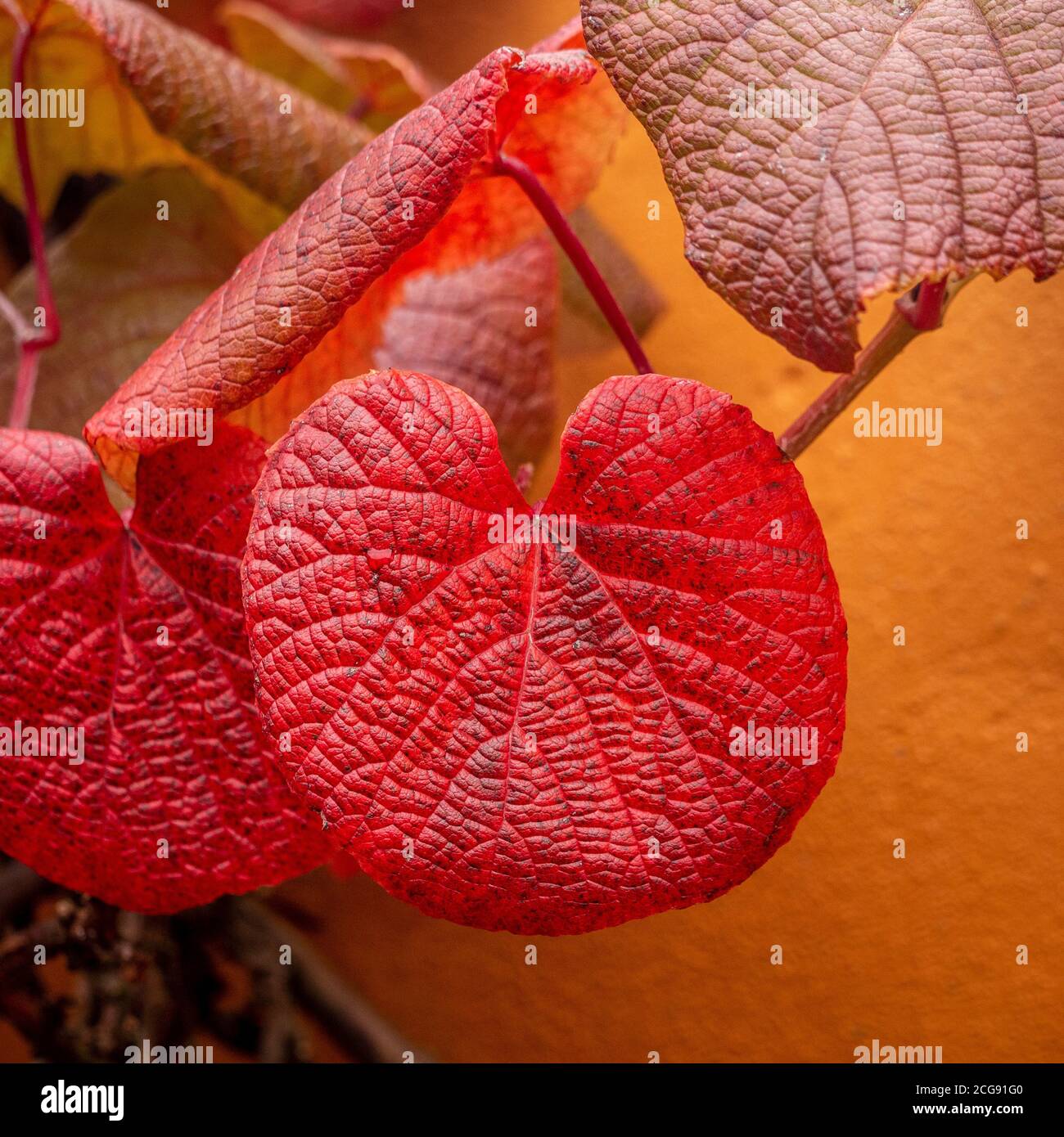 Primo piano del fogliame rosso autunnale di Vitis coignetiae Crimson Glory Vine. Foto Stock