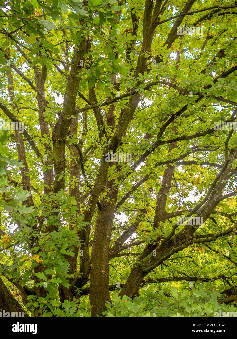 Grande albero di quercia che cresce in un giardino britannico. Foto Stock