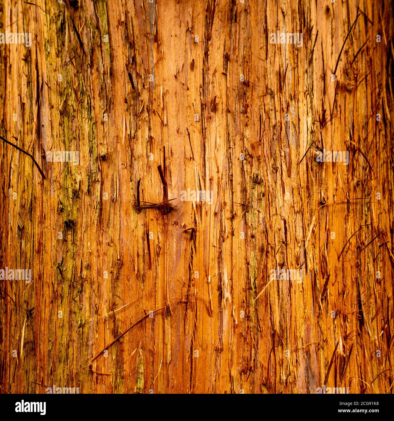 Primo piano di un tronco danneggiato scoiattolo su un albero di pino. Foto Stock