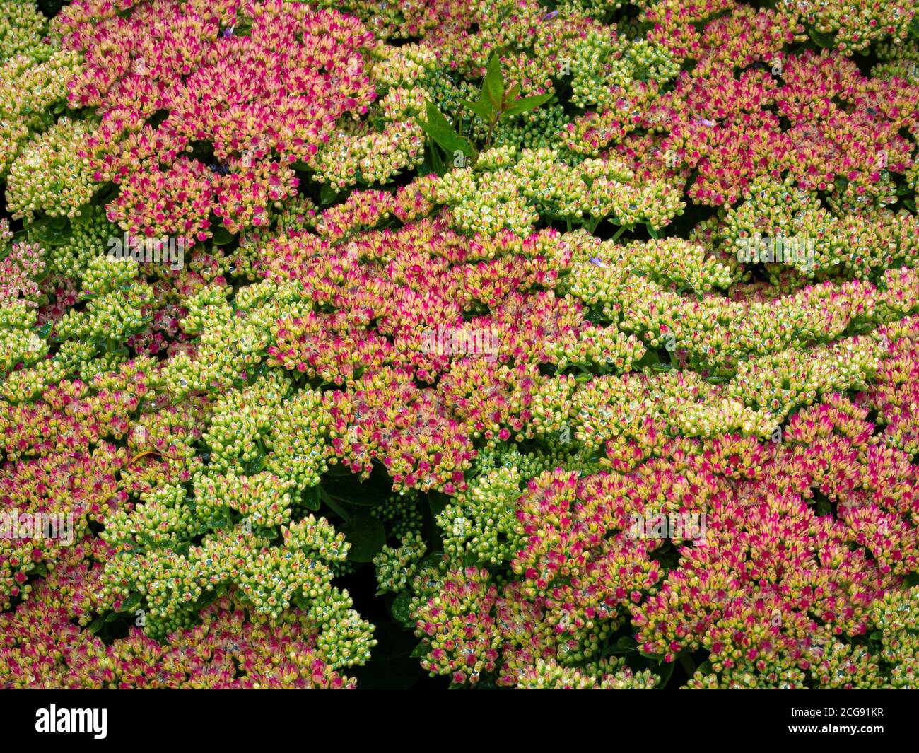 Primo piano dei fiori di Sedum 'Mungstead Red' che crescono in un giardino britannico. Foto Stock