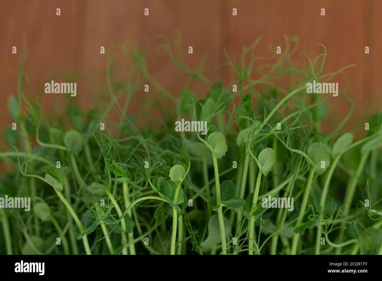 Foglie fresche e sane di micro verde pisello da vicino Foto Stock