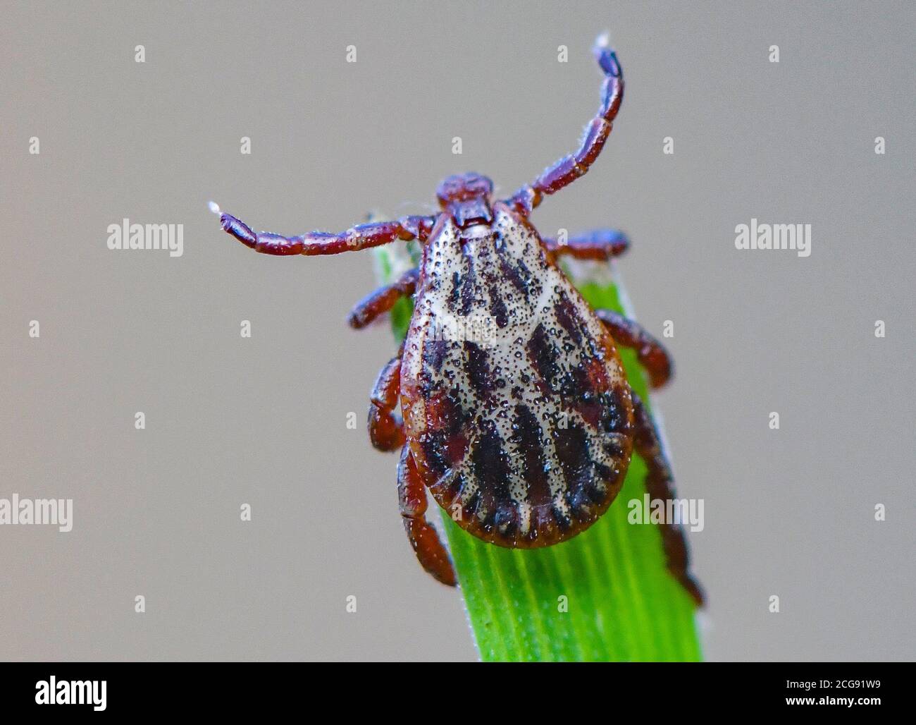 Sieversdorf, Germania. 07 settembre 2020. Un segno di spunta (Ixodida) si trova sulla punta di una lama di erba. Qui l'ectoparasite succhiata di sangue attende la sua preda. Molte specie di zecche sono portatori di malattie importanti. Credit: Patrick Pleul/dpa-Zentralbild/ZB/dpa/Alamy Live News Foto Stock