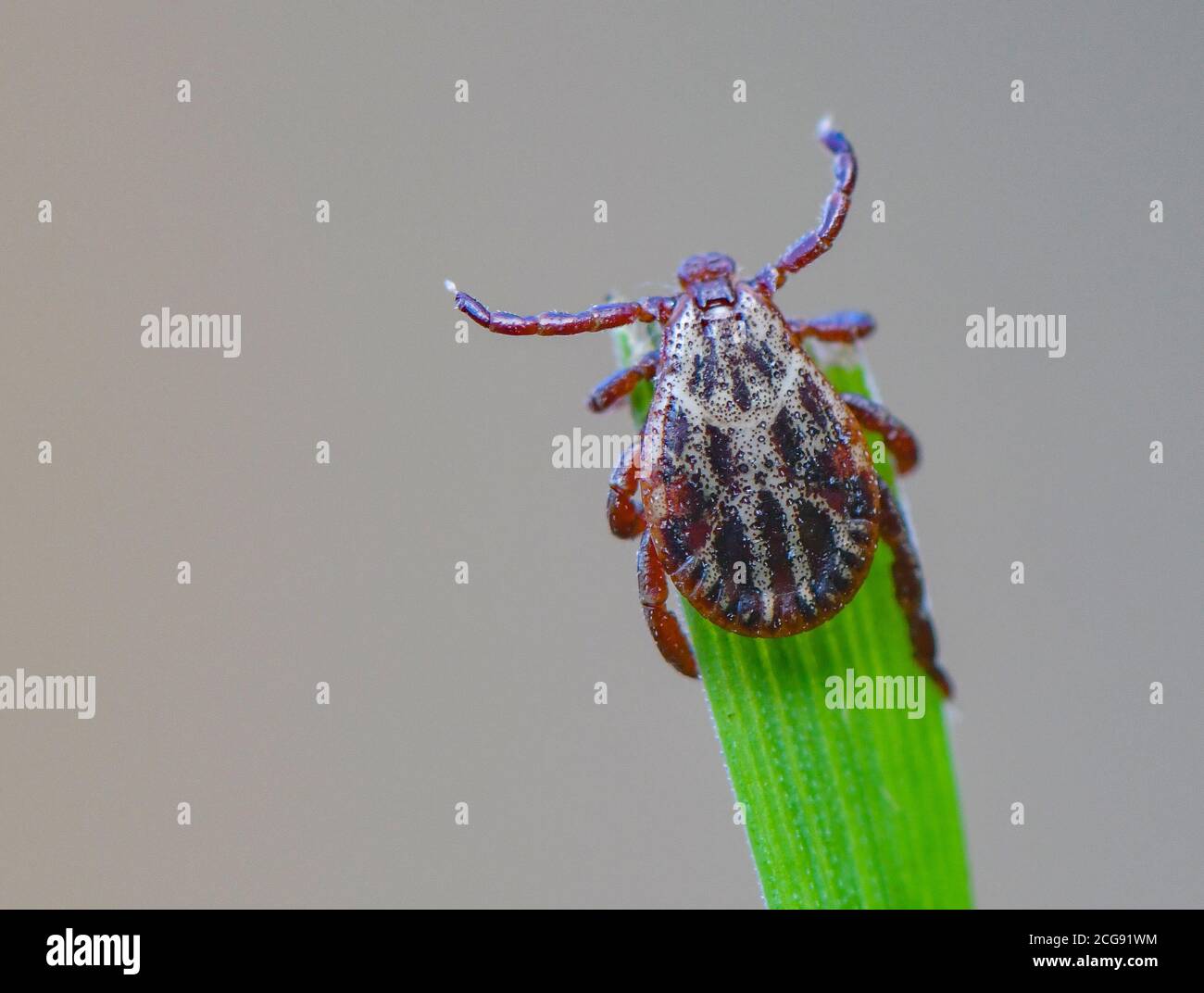 Sieversdorf, Germania. 07 settembre 2020. Un segno di spunta (Ixodida) si trova sulla punta di una lama di erba. Qui l'ectoparasite succhiata di sangue attende la sua preda. Molte specie di zecche sono portatori di malattie importanti. Credit: Patrick Pleul/dpa-Zentralbild/ZB/dpa/Alamy Live News Foto Stock