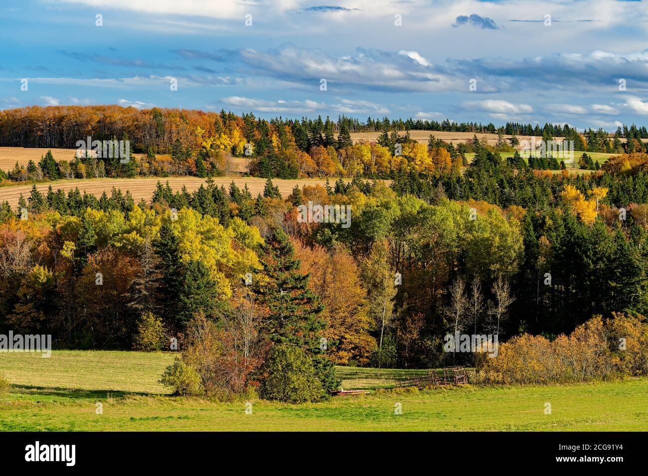 Caduta fogliame lungo campi agricoli nel paesaggio rurale Isola Principe Edoardo, Canada. Foto Stock