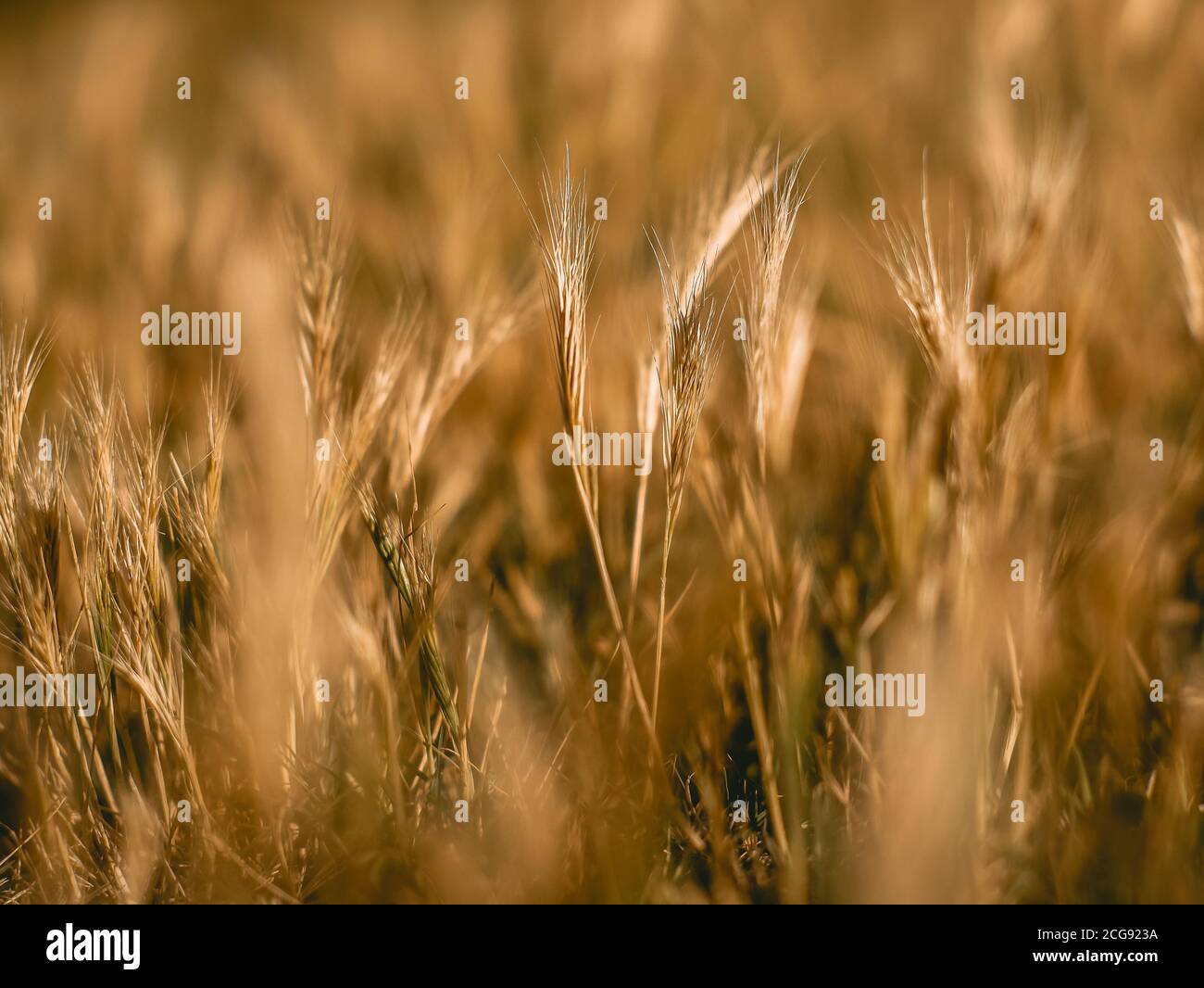 Profondità superficiale di campo di grano-come vegetazione vicino a terra Foto Stock