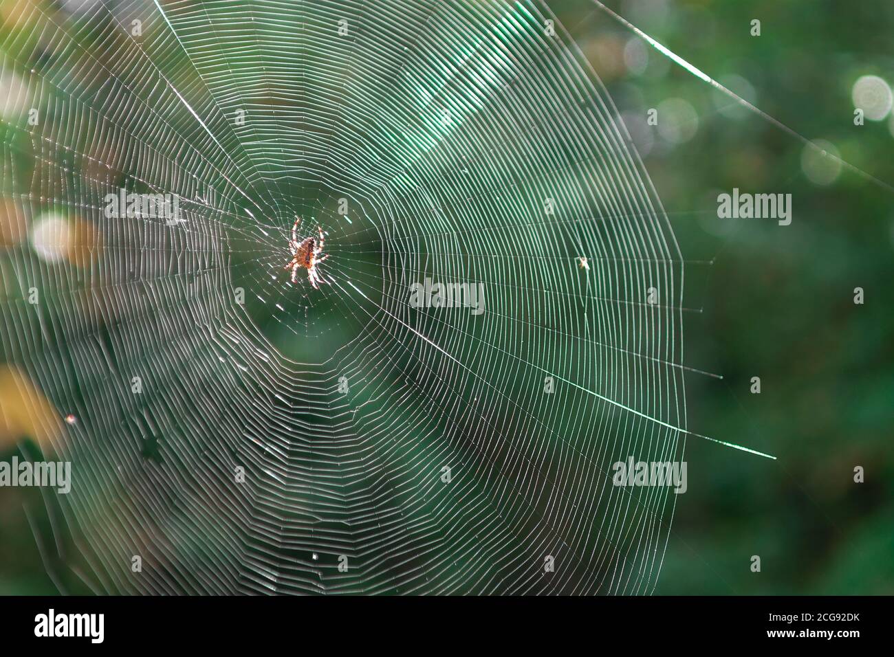 Spider web nella foresta soleggiata. Spirale Orb web in fuoco con ragno al centro. Bella macro immagine di un ragnatela in una pineta. Foto Stock