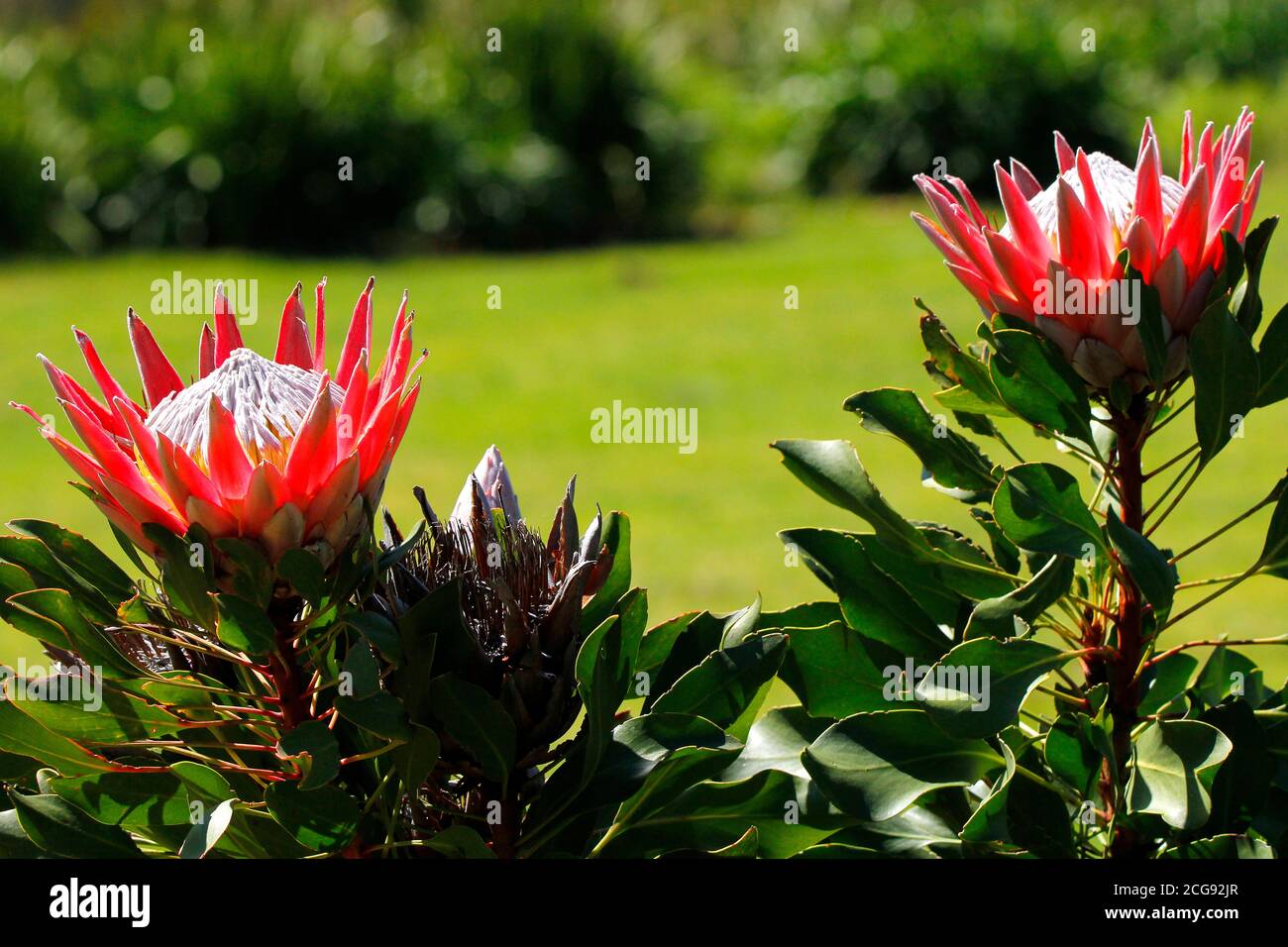 Un fiore di protea del re fotografato nel giardino botanico nazionale di Kirstenbosch a Città del Capo. Foto Stock