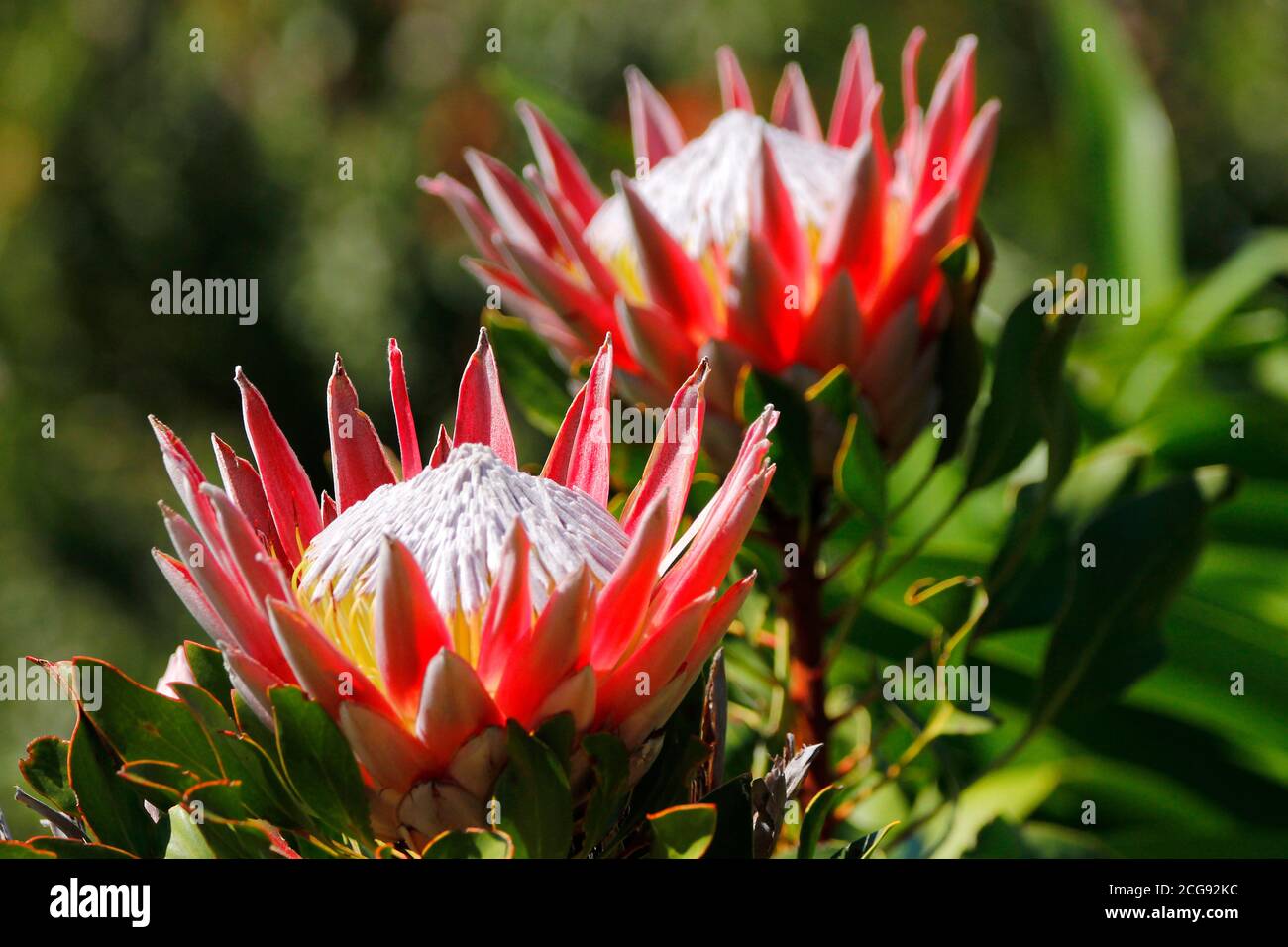 Un fiore di protea del re fotografato nel giardino botanico nazionale di Kirstenbosch a Città del Capo. Foto Stock