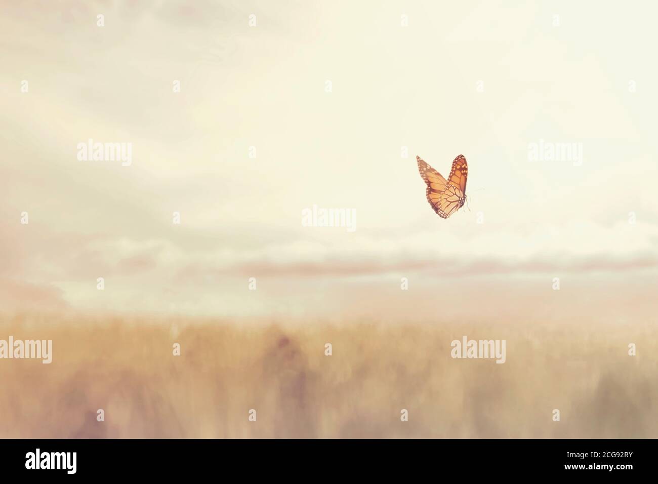 farfalla colorata che vola liberamente nel mezzo della natura Foto Stock