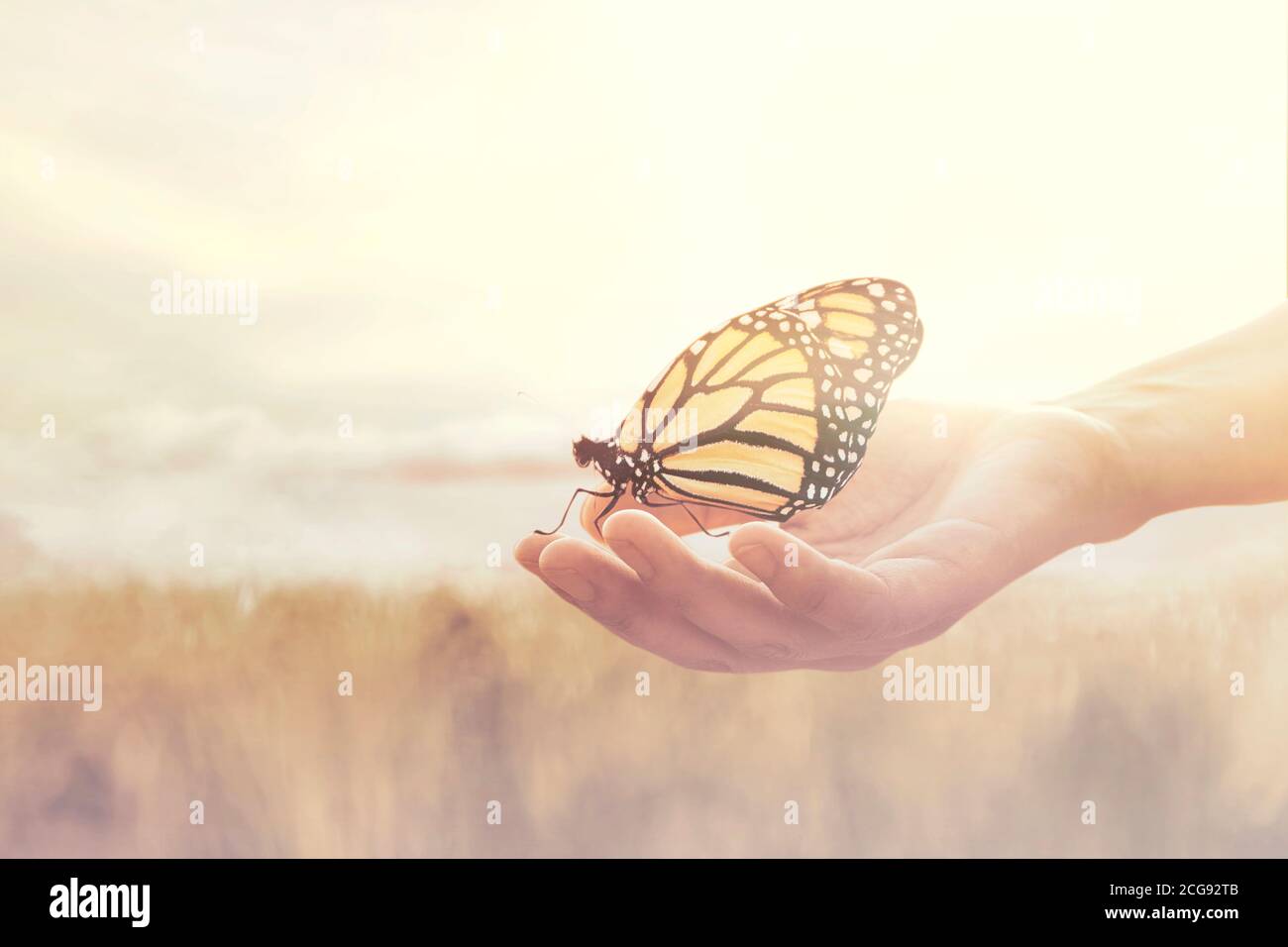 dolce incontro tra una mano umana e una farfalla Foto Stock