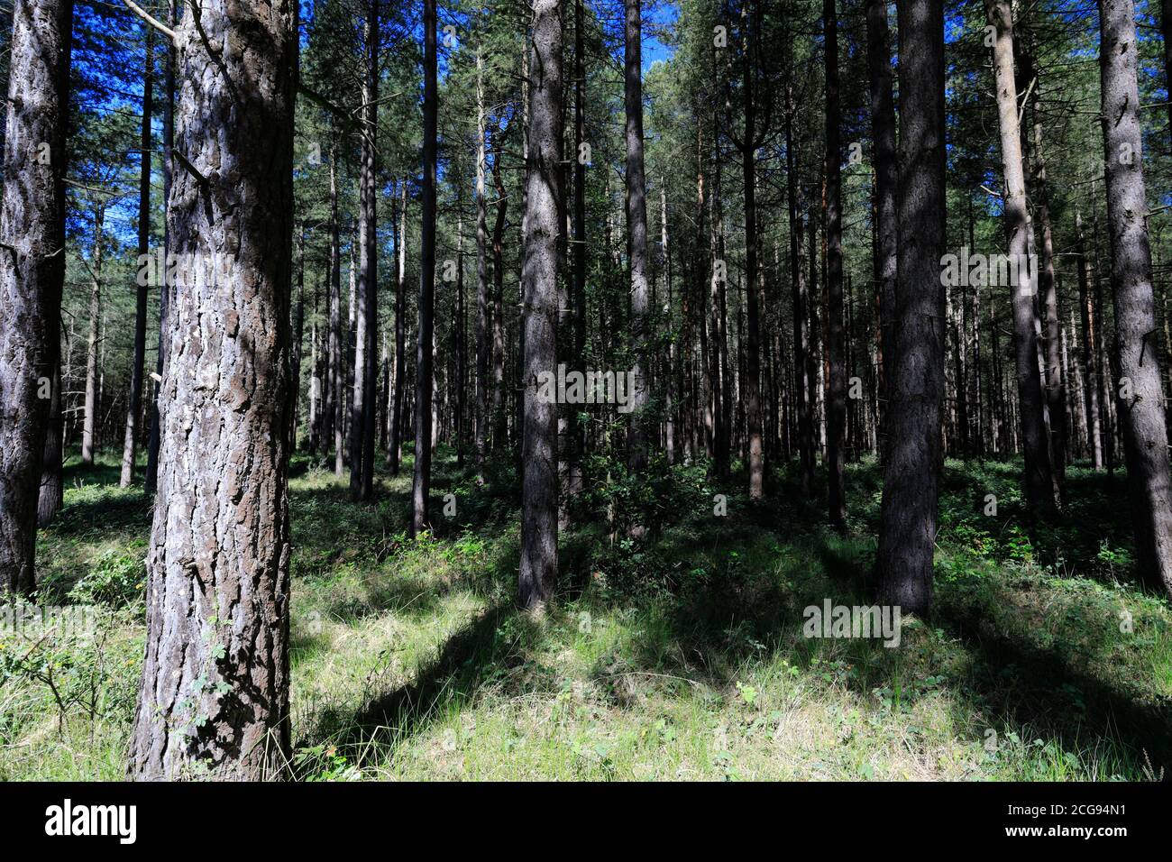Vista di Woodland in Thetford Forest, Thetford Town, Norfolk, Inghilterra, Regno Unito Foto Stock