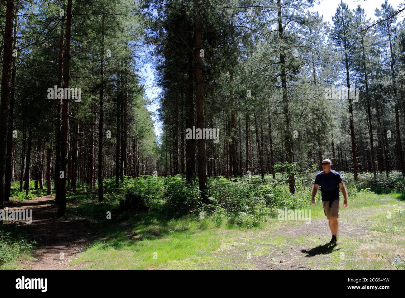Vista di Woodland in Thetford Forest, Thetford Town, Norfolk, Inghilterra, Regno Unito Foto Stock