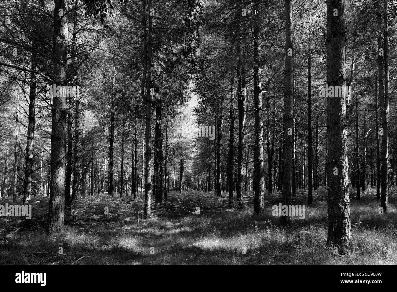 Vista di Woodland in Thetford Forest, Thetford Town, Norfolk, Inghilterra, Regno Unito Foto Stock