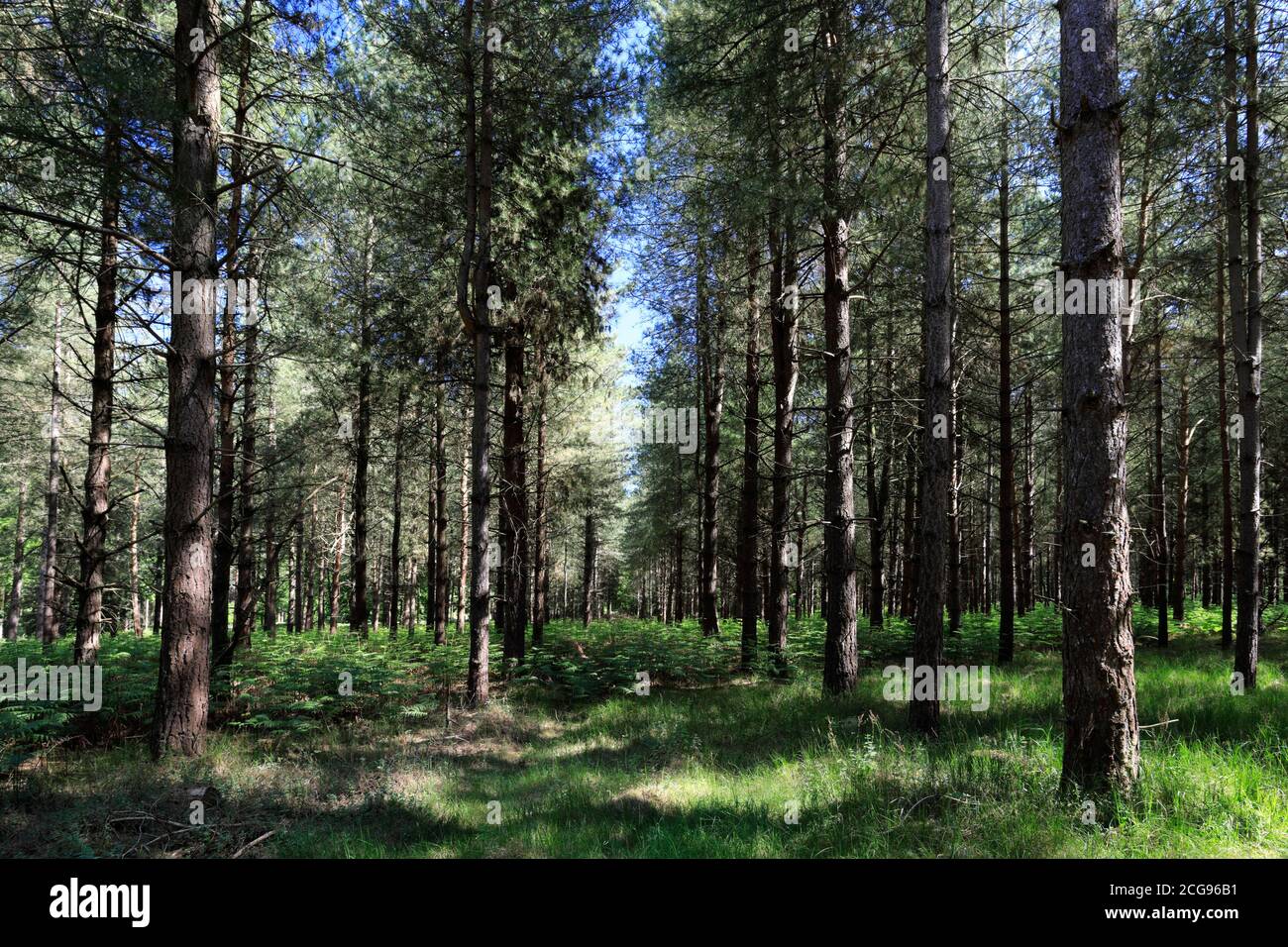 Vista di Woodland in Thetford Forest, Thetford Town, Norfolk, Inghilterra, Regno Unito Foto Stock
