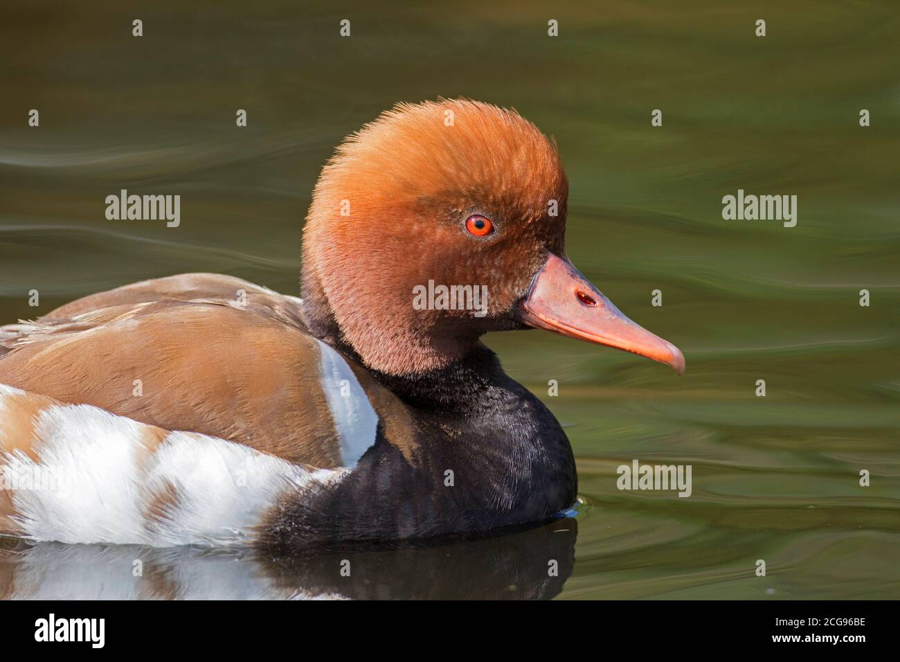 bietole (Netta rufina) primo piano ritratto di nuoto maschile in lago Foto Stock