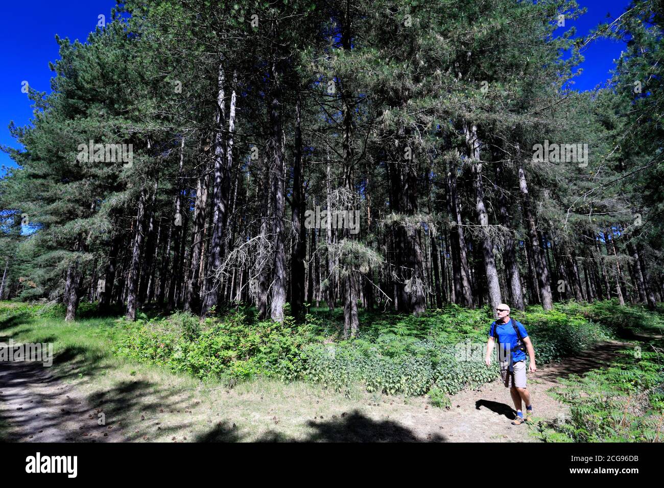 Vista di Woodland in Thetford Forest, Thetford Town, Norfolk, Inghilterra, Regno Unito Foto Stock