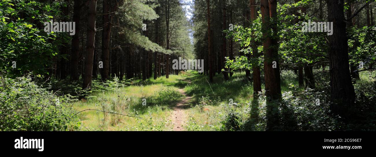 Vista di Woodland in Thetford Forest, Thetford Town, Norfolk, Inghilterra, Regno Unito Foto Stock