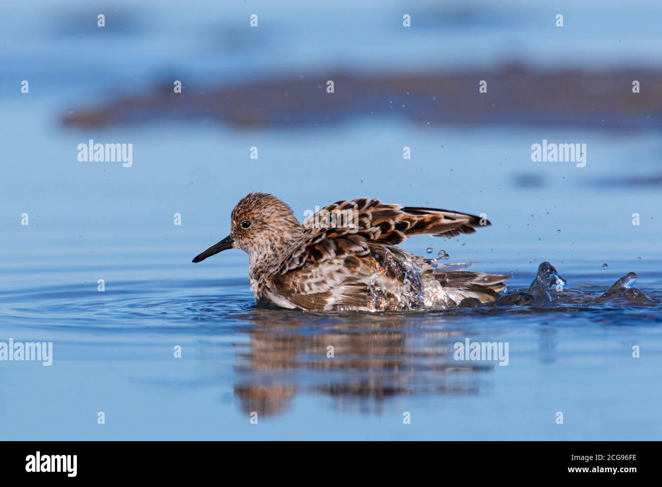 Sanderling (Calidris alba) in allevamento piombaggio balneazione sulla spiaggia in primavera Foto Stock