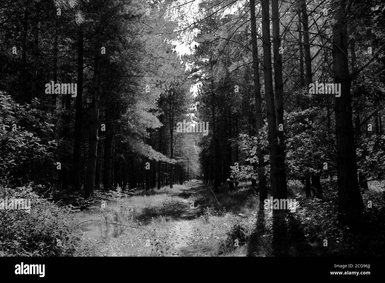 Vista di Woodland in Thetford Forest, Thetford Town, Norfolk, Inghilterra, Regno Unito Foto Stock