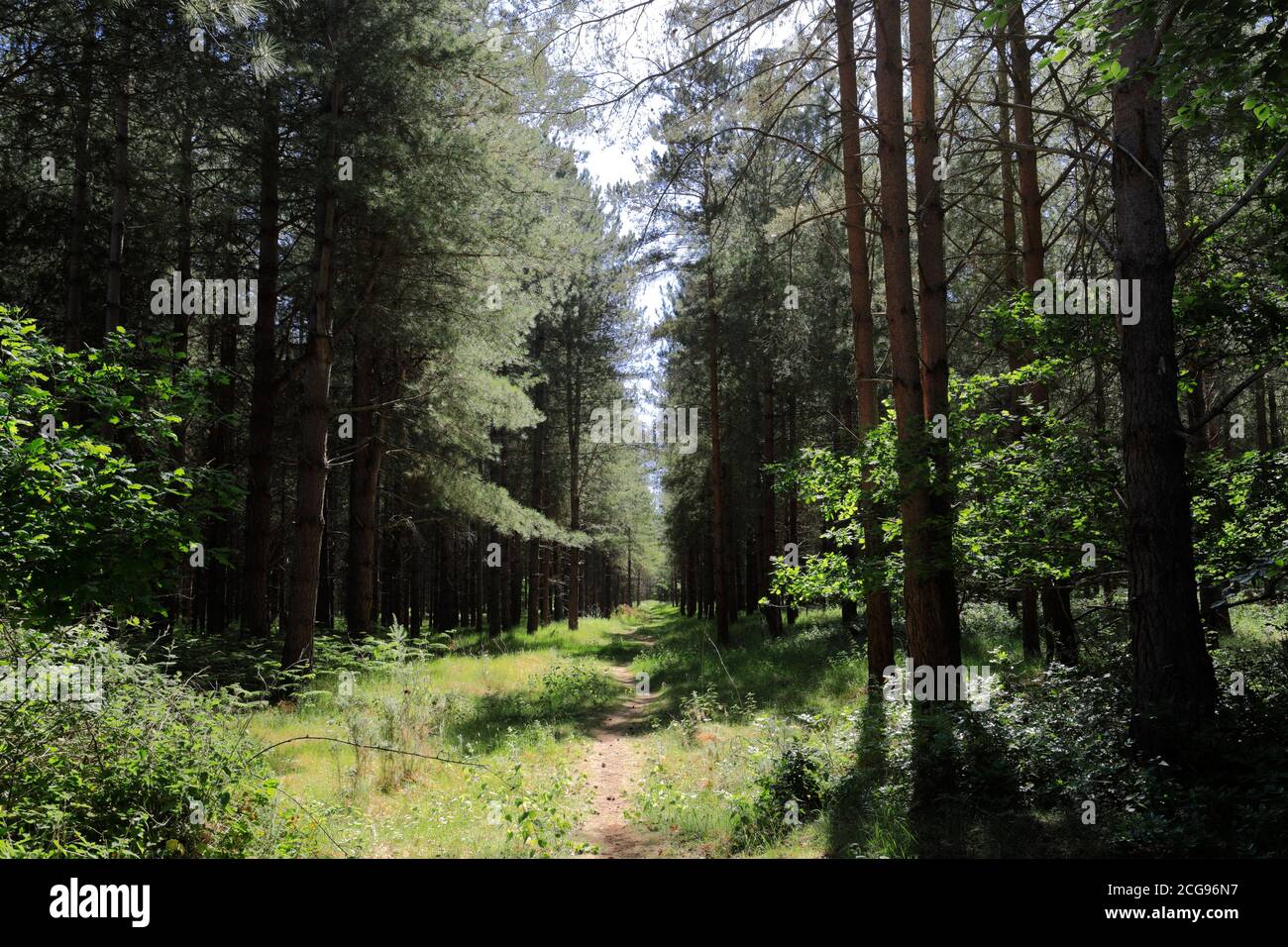Vista di Woodland in Thetford Forest, Thetford Town, Norfolk, Inghilterra, Regno Unito Foto Stock