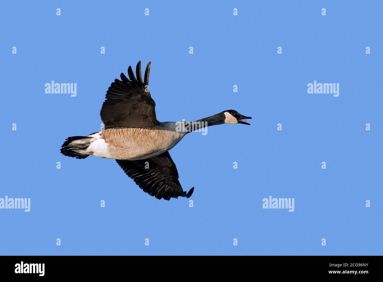 L'oca canadese (Branta canadensis) che chiama in volo contro il cielo blu Foto Stock