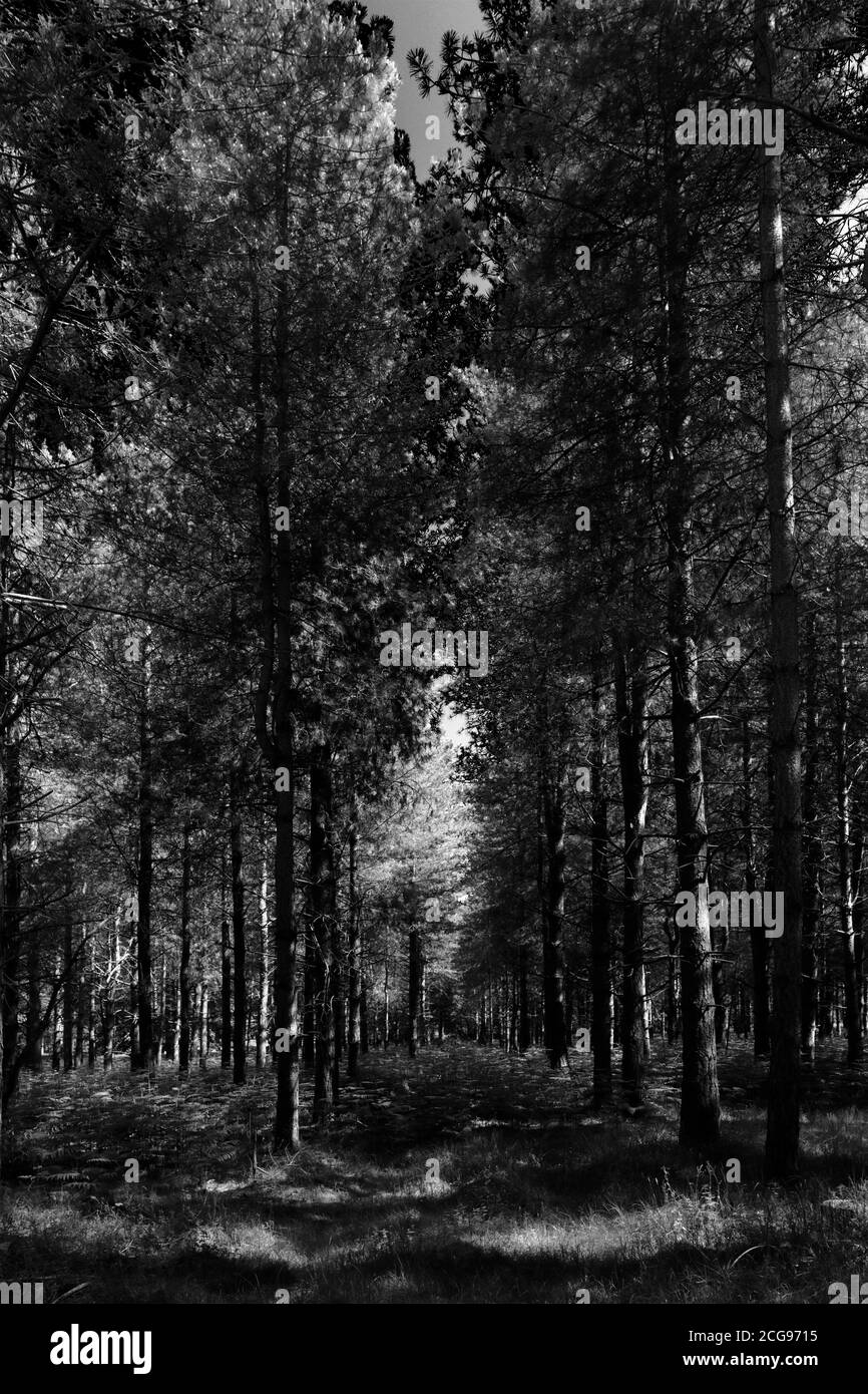 Vista di Woodland in Thetford Forest, Thetford Town, Norfolk, Inghilterra, Regno Unito Foto Stock
