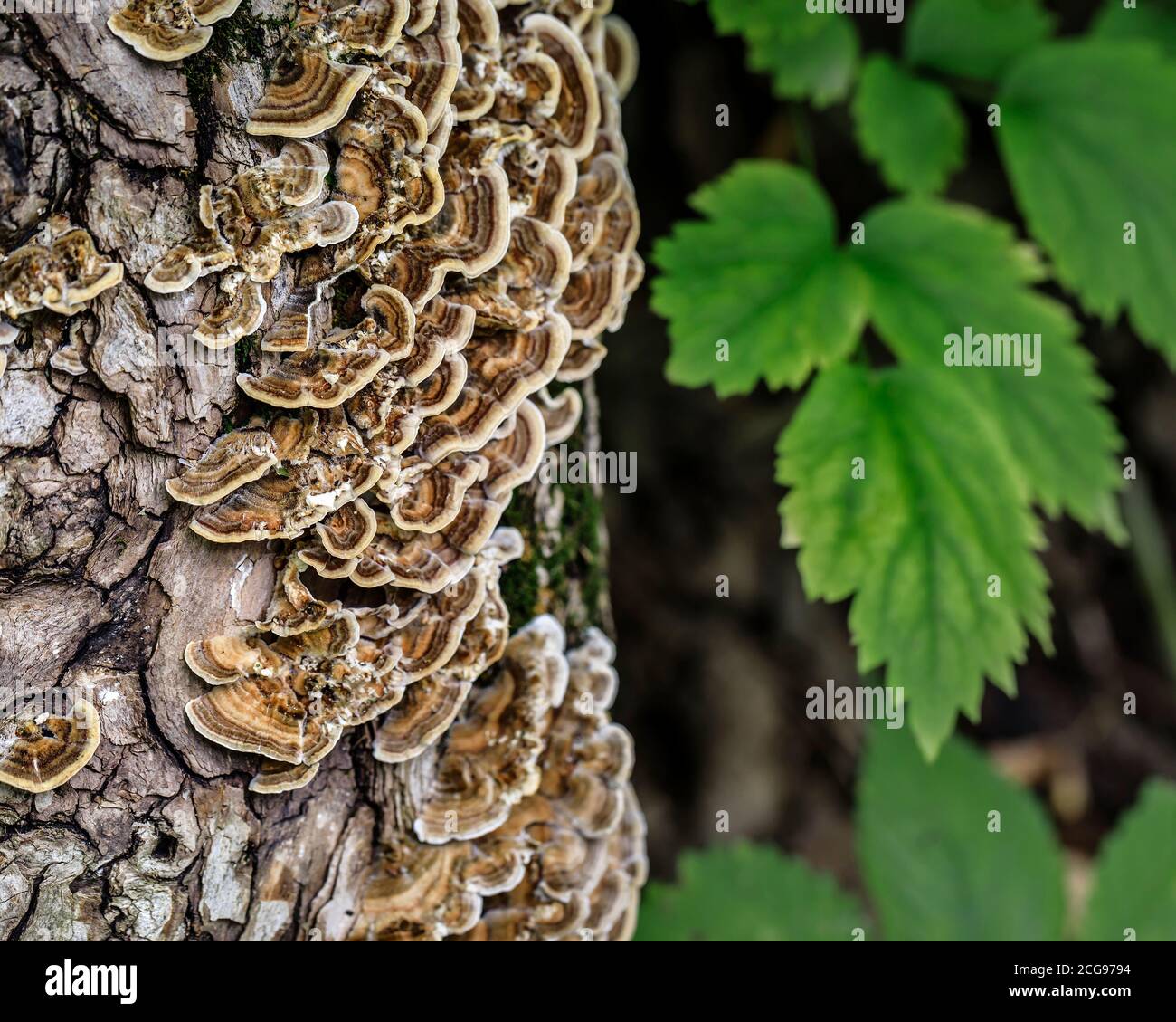 Tacchino Tail Mushrooms (Trametes versicolor), che cresce su un tronco di albero, la Barriere Park, Manitoba, Canada. Foto Stock