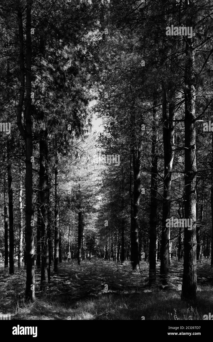 Vista di Woodland in Thetford Forest, Thetford Town, Norfolk, Inghilterra, Regno Unito Foto Stock