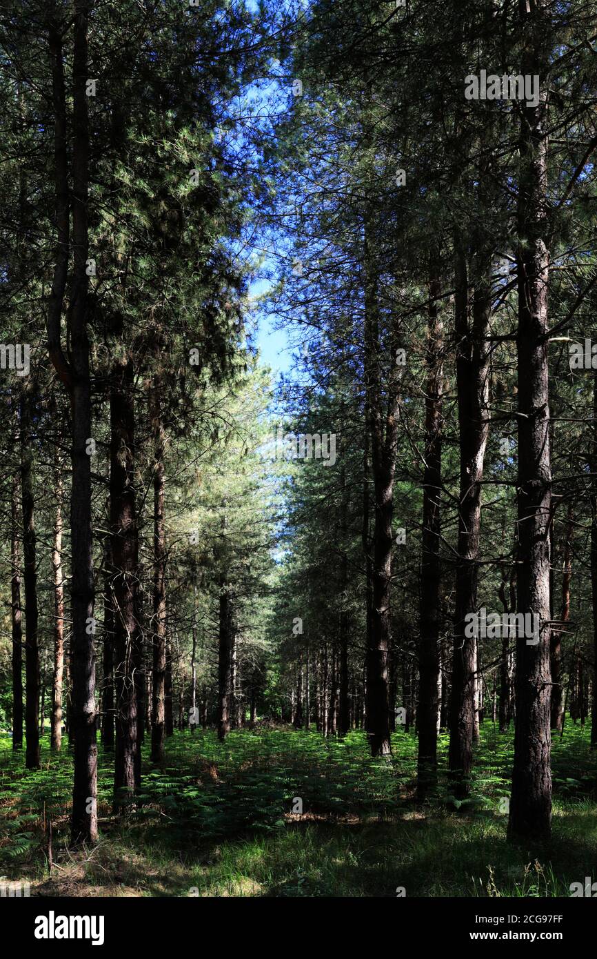 Vista di Woodland in Thetford Forest, Thetford Town, Norfolk, Inghilterra, Regno Unito Foto Stock
