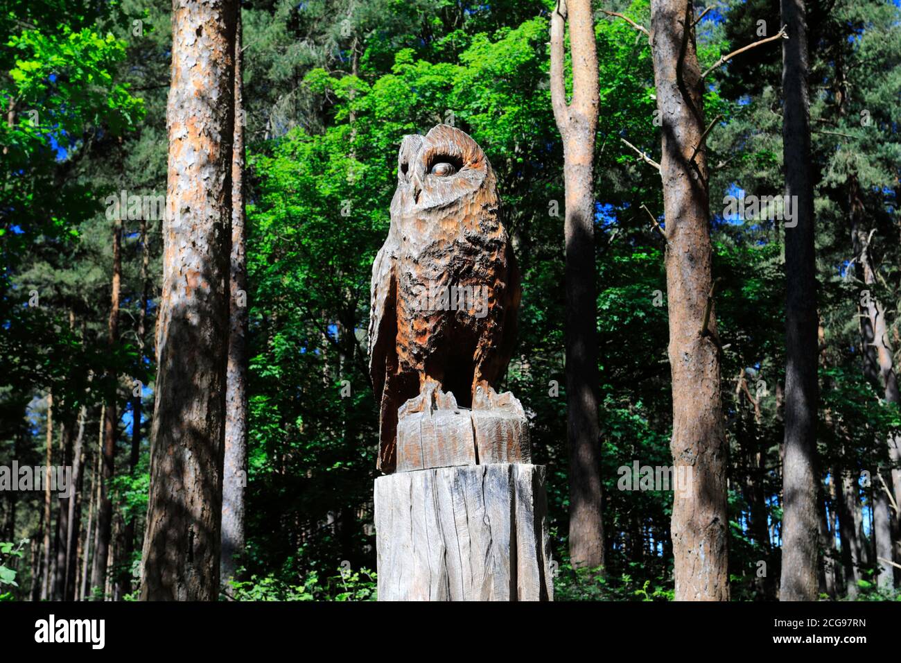 Vista di Woodland in Thetford Forest, Thetford Town, Norfolk, Inghilterra, Regno Unito Foto Stock