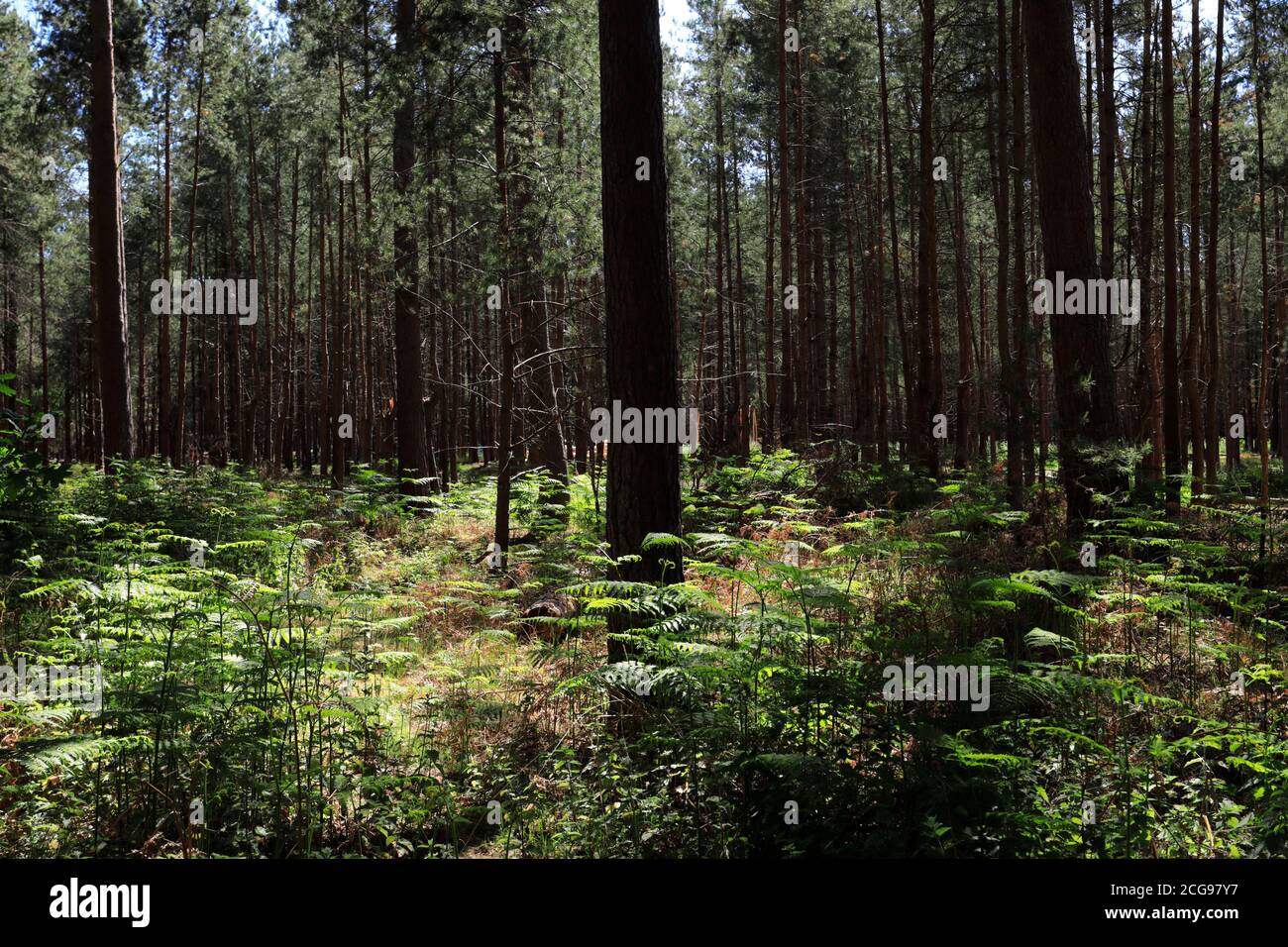 Vista di Woodland in Thetford Forest, Thetford Town, Norfolk, Inghilterra, Regno Unito Foto Stock