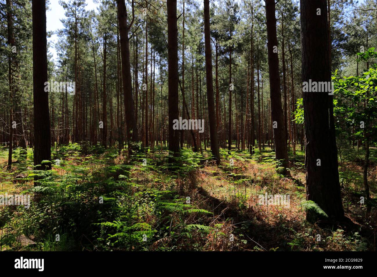 Vista di Woodland in Thetford Forest, Thetford Town, Norfolk, Inghilterra, Regno Unito Foto Stock