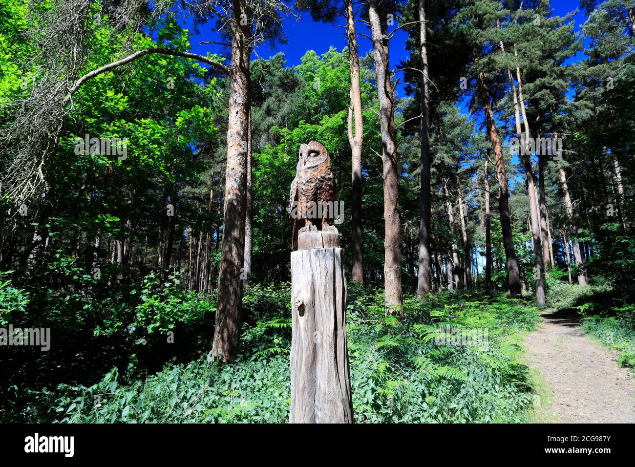 Vista di Woodland in Thetford Forest, Thetford Town, Norfolk, Inghilterra, Regno Unito Foto Stock