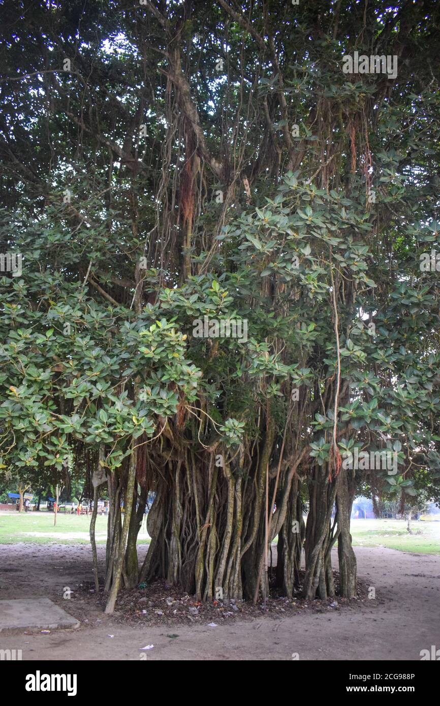 grande albero di banyan con molte radici Foto Stock