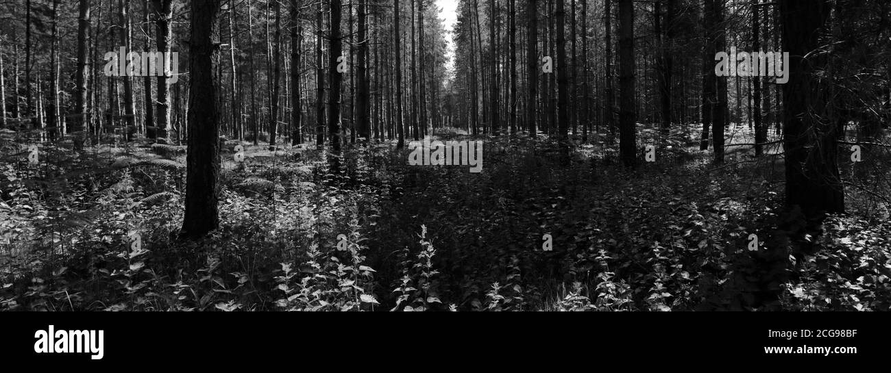 Vista di Woodland in Thetford Forest, Thetford Town, Norfolk, Inghilterra, Regno Unito Foto Stock