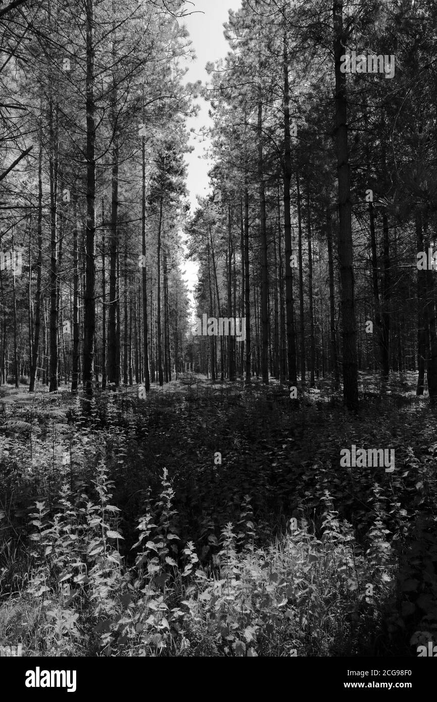 Vista di Woodland in Thetford Forest, Thetford Town, Norfolk, Inghilterra, Regno Unito Foto Stock
