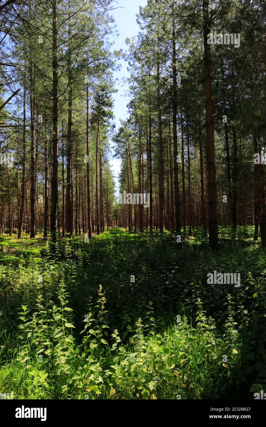 Vista di Woodland in Thetford Forest, Thetford Town, Norfolk, Inghilterra, Regno Unito Foto Stock