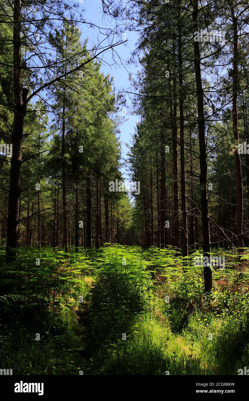 Vista di Woodland in Thetford Forest, Thetford Town, Norfolk, Inghilterra, Regno Unito Foto Stock